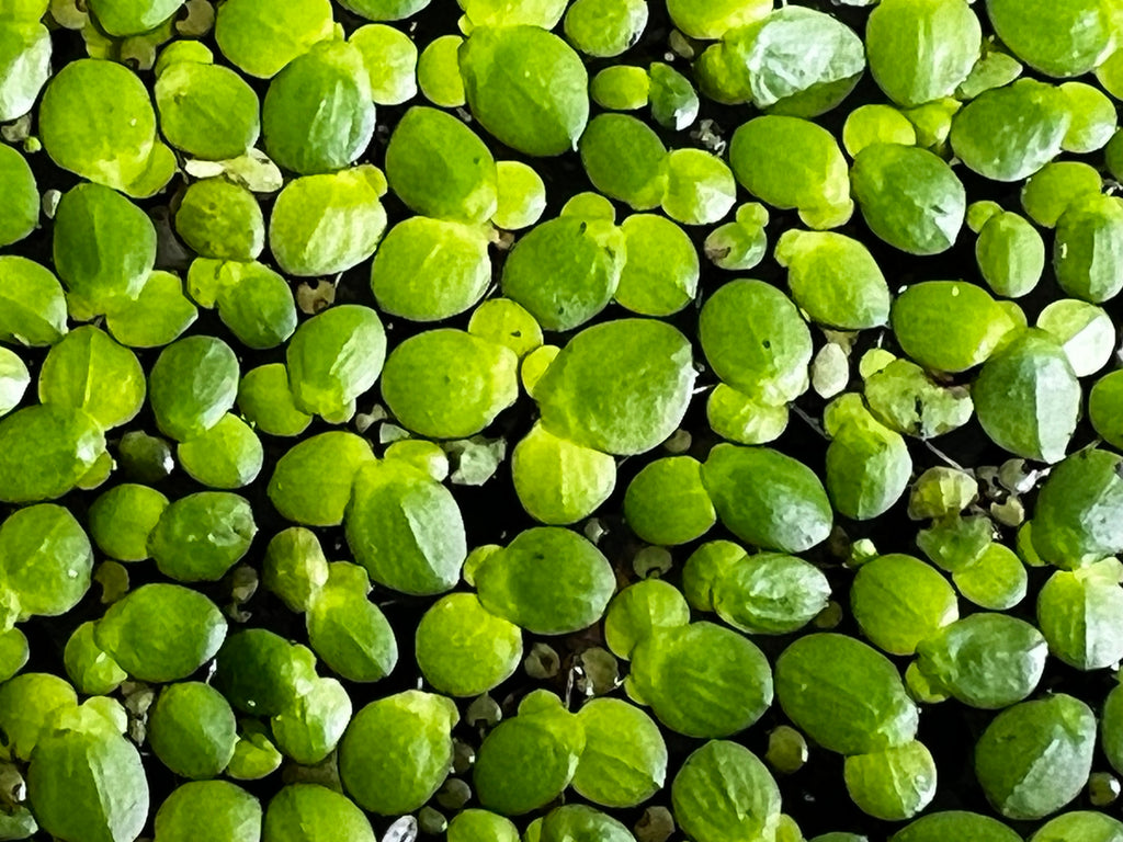 Giant Duckweed