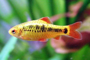 10x Neon Golden Barbs