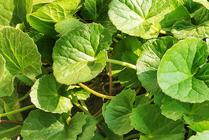 Gotu Kola Plant