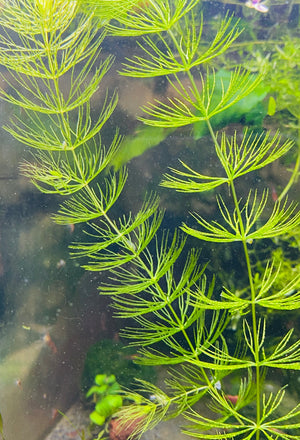 Hornwort in aquarium