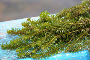 Hydrilla