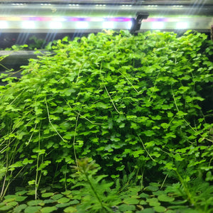 hydrocotyle tripartita