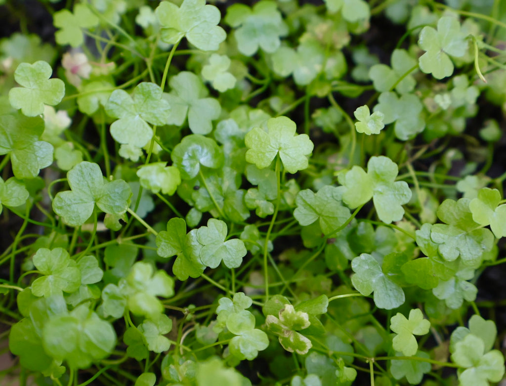 Hydrocotyle Tripartita