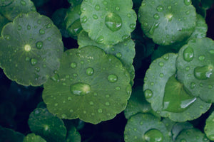 Hydrocotyle Verticillata