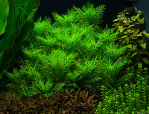 Hygrophila Balsamica