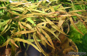 Hygrophila Ceylon