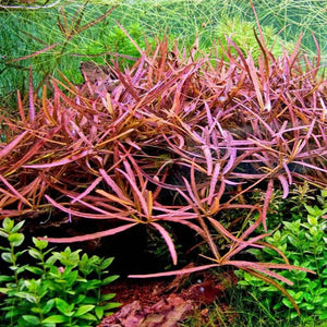Hygrophila Sp. 'Tiger'