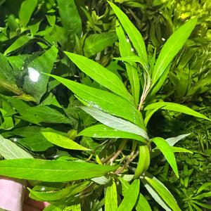 Hygrophila Salicifolia