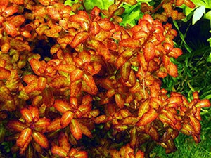 Ludwigia Senegalensis sale