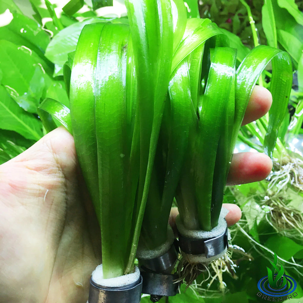 Giant Vallisneria