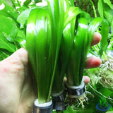 Giant Vallisneria