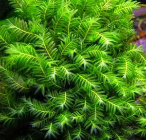 8x8cm Rare Fissidens sp. "Nobilis"