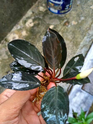 Bucephalandra Silver Grey