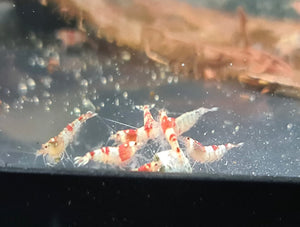 Mischling Shrimp