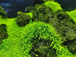 Utricularia graminifolia