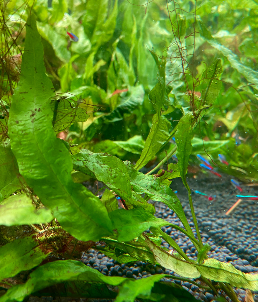 Healthy Java Ferns for sale, perfect for aquarium tanks
