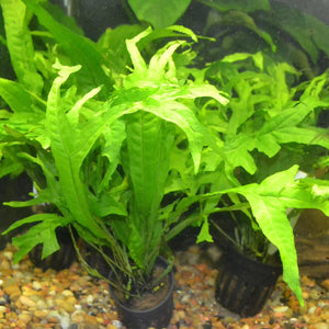 Java Fern 'Thor's hammer'