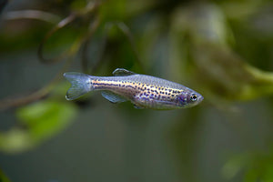 Leopard Danio