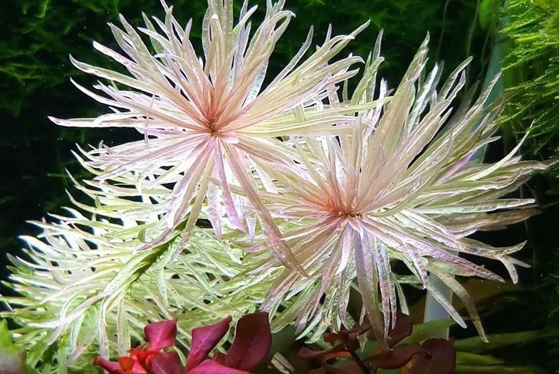 Ludwigia White | Ludwigia Inclinata