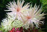 Ludwigia White | Ludwigia Inclinata