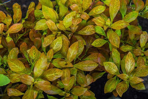 Ludwigia Atlantis