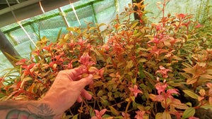 Aciotis Acuminifolia aquarium plant