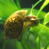 Bladder Snail aquarium