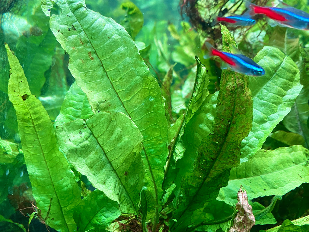 Microsorum Pteropus in aquarium
