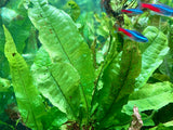 Microsorum Pteropus in aquarium