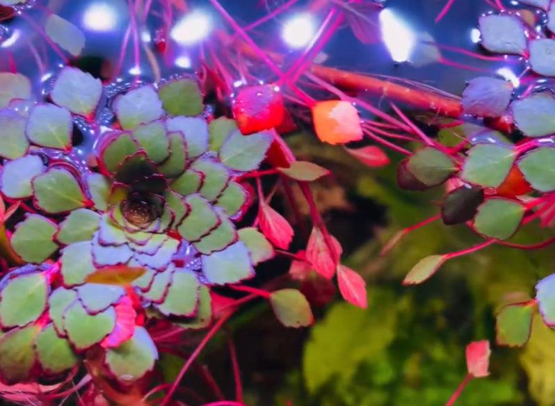 ludwigia sedoides