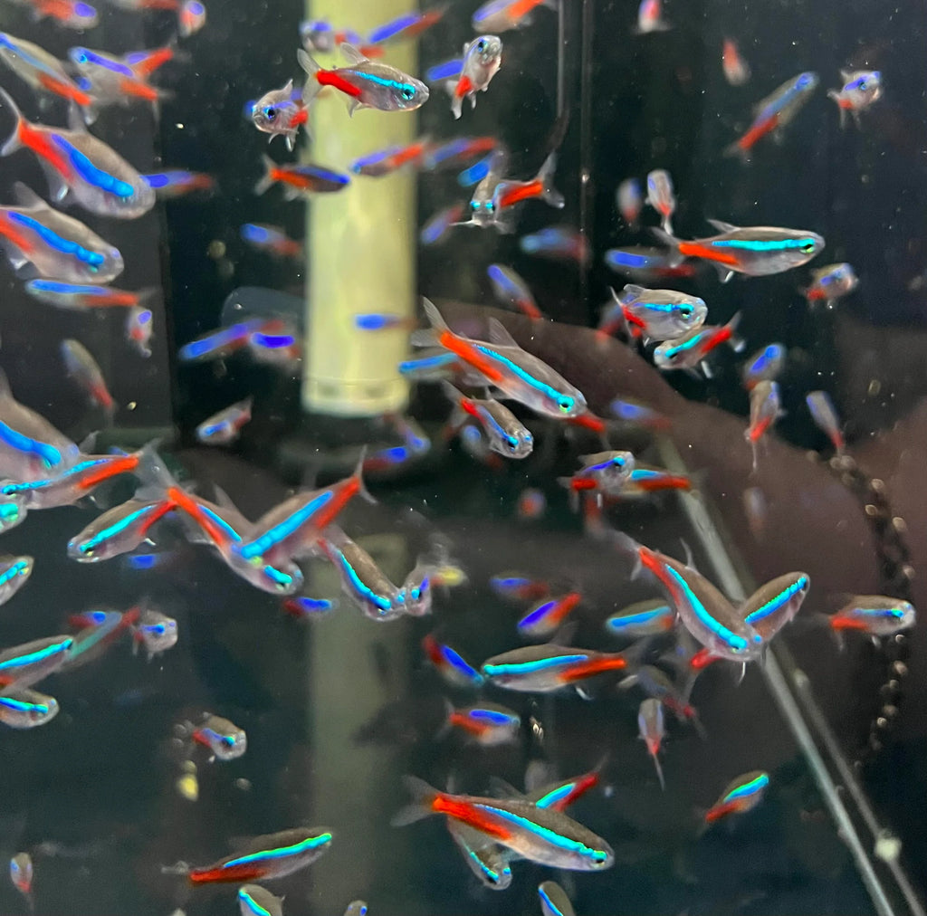 Neon Tetra schooling