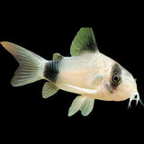 Panda Corydoras