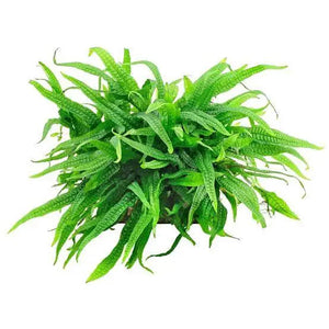 Philippine Java Fern