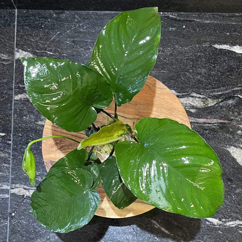 Giant Anubias
