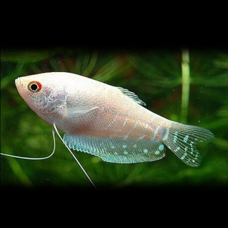 Platinum Gourami