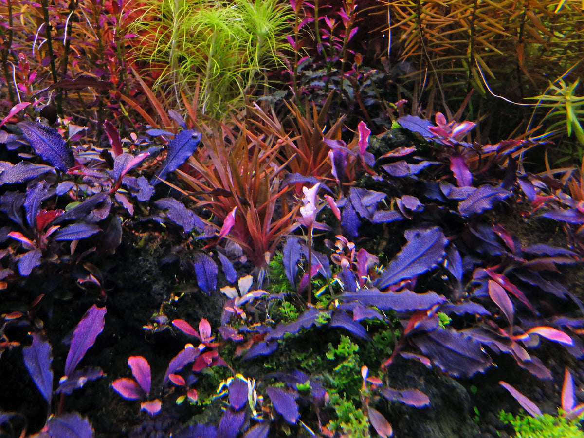 Bucephalandra Brownie 'Ghost'