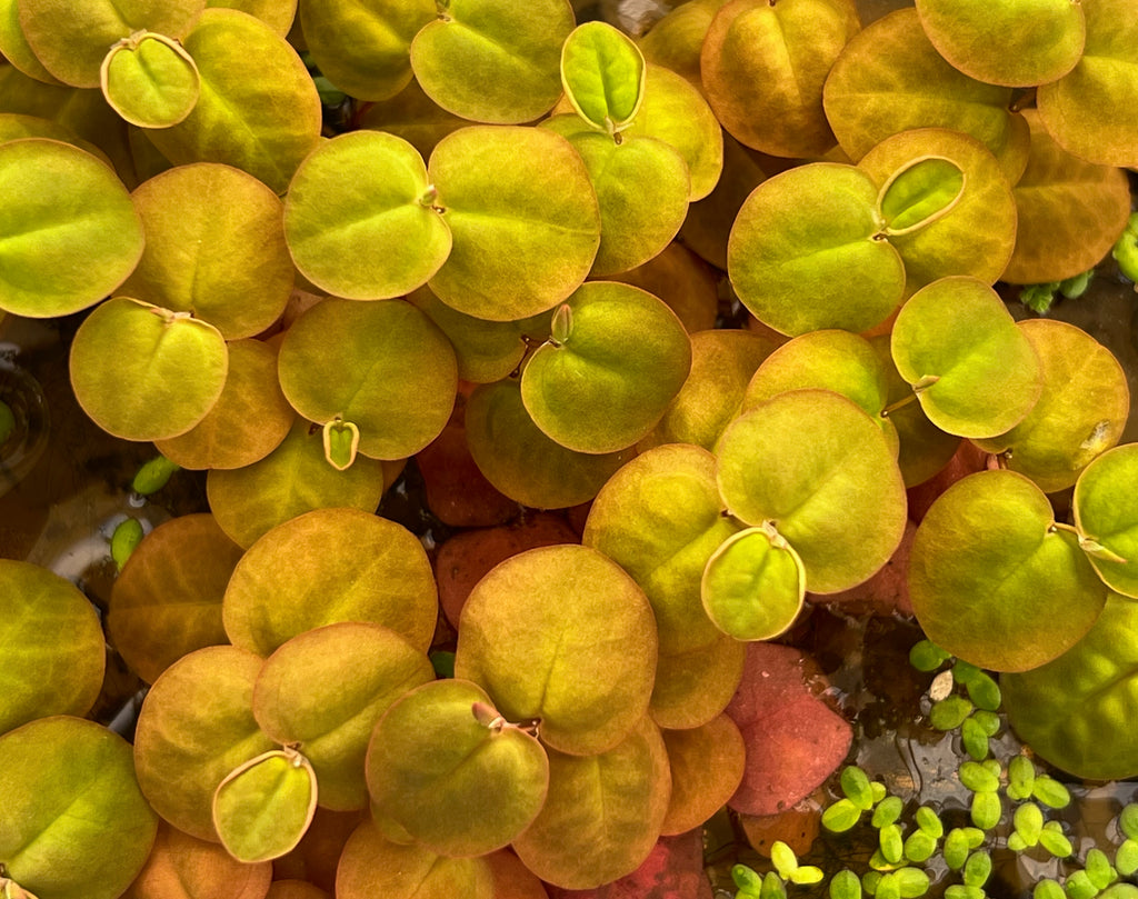 Red Root Floaters in Outdoor Pond