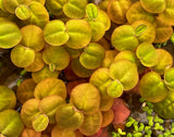 Red Root Floaters in Outdoor Pond