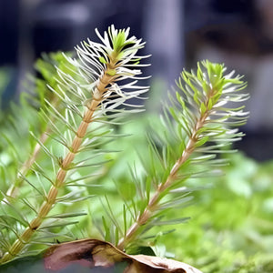 Rotala Wallichii emersed