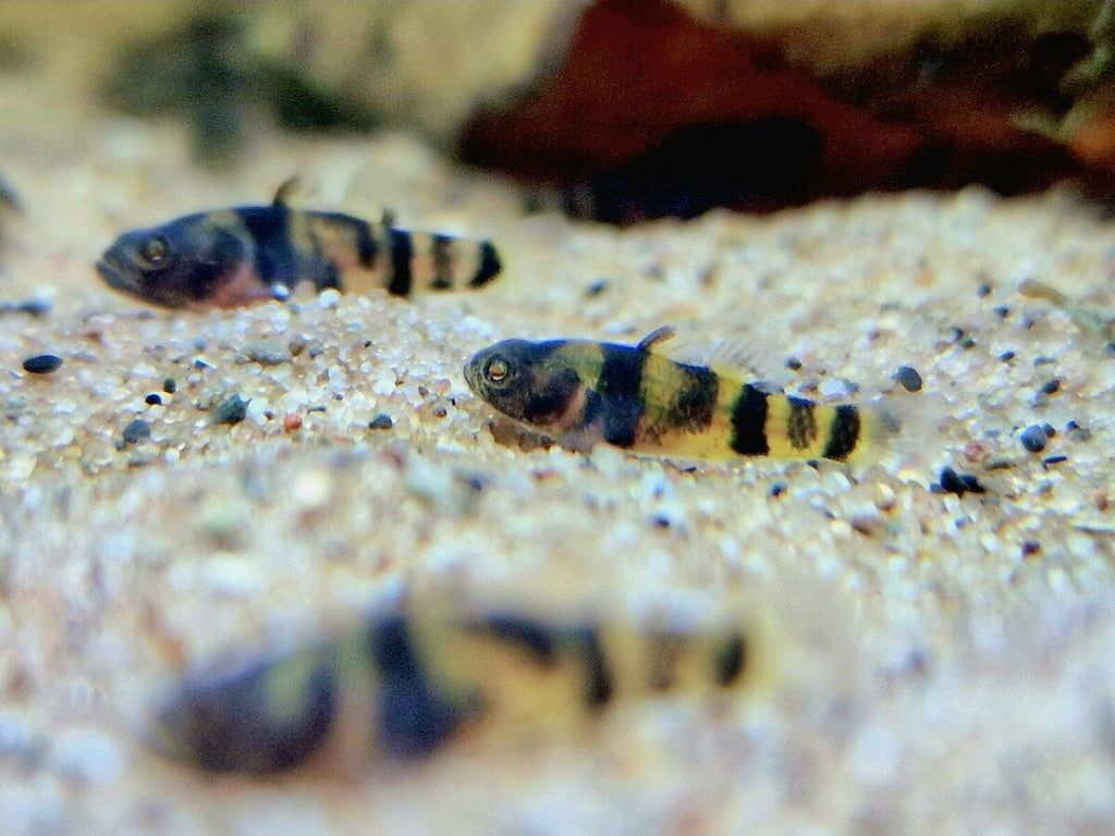 Dwarf Bumble Bee Goby