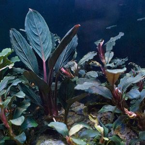Bucephalandra Skeleton King