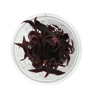 Alteranthera Rosanervig Tissue Culture