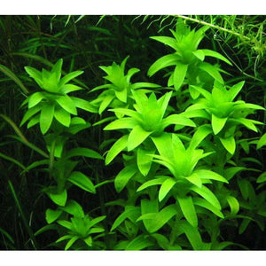 Tonina Fluviatilis Aquarium Rare plant for sale