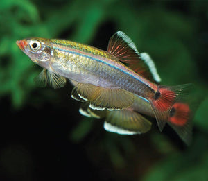 White Cloud Minnows