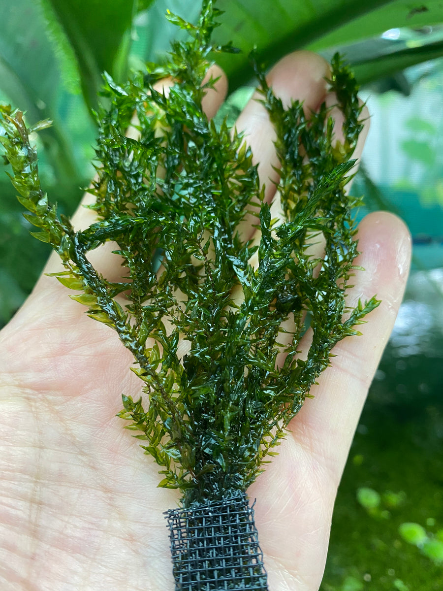 Buy Willow Moss for Sale