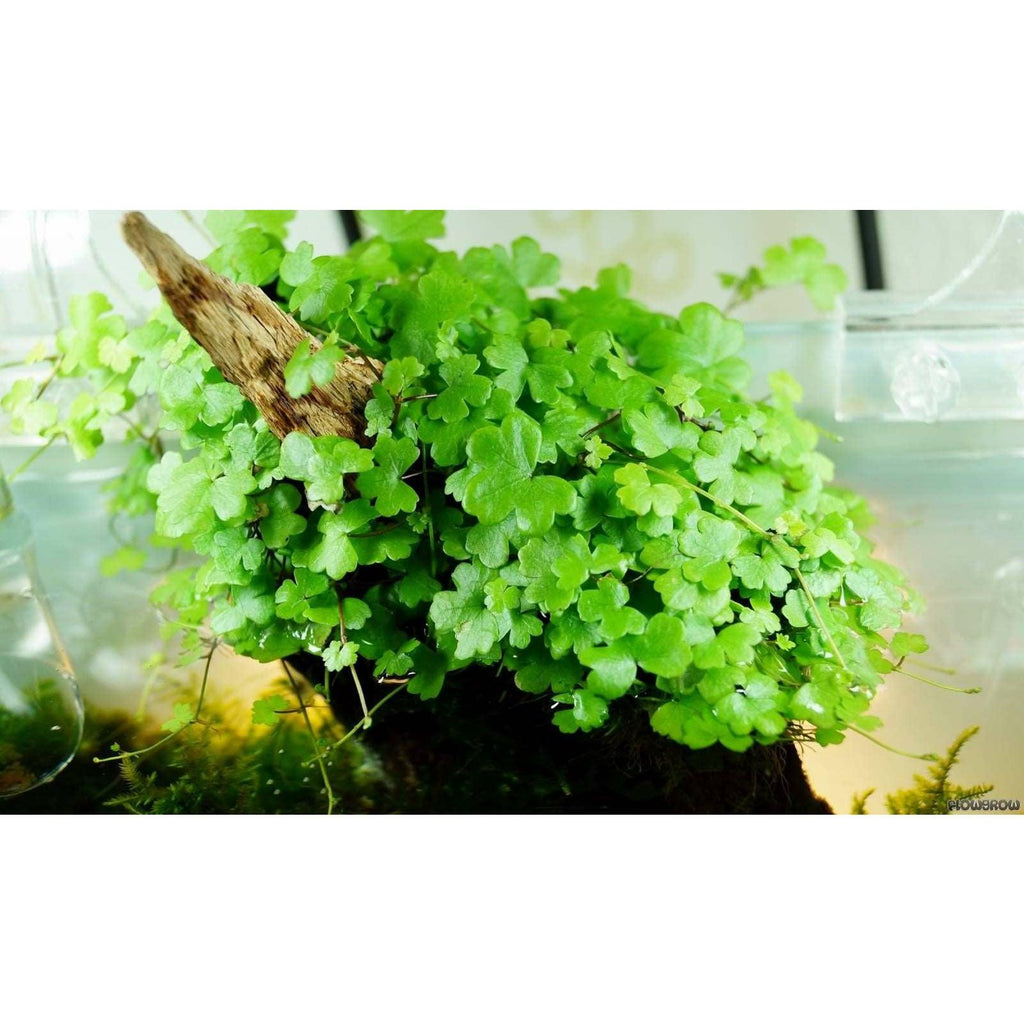 Hydrocotyle tripartita Japan 'Mini' Live Aquarium plant