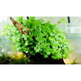 Hydrocotyle tripartita Japan 'Mini' Live Aquarium plant
