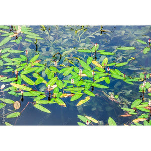 Native Pondweed "Potamogeton" - Aquafy aquatic shop