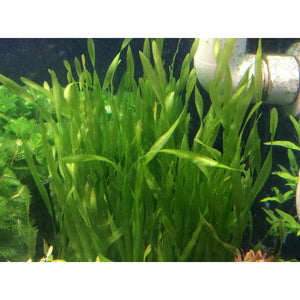 Corkscrew val aquatic background plant for sale