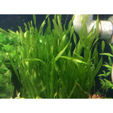 Corkscrew val aquatic background plant for sale